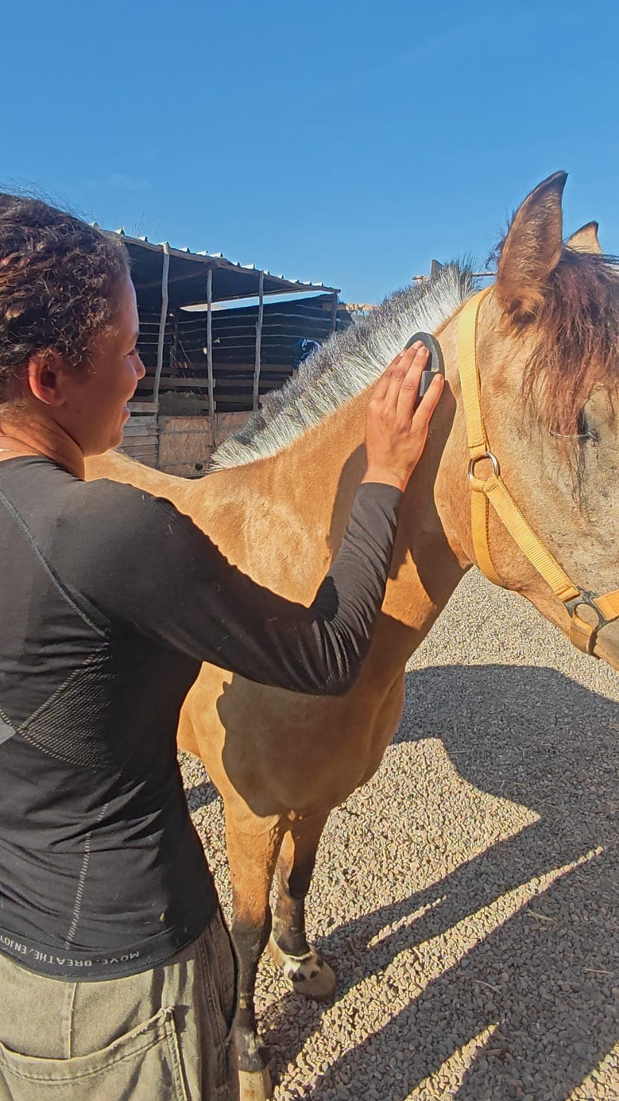 Atelier Soin Chevaux, apprenez à prendre soin d'un cheval